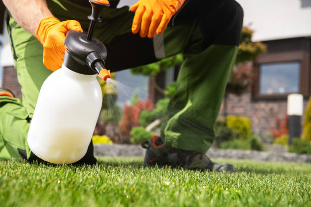 Best Affordable Pest Control Services  in El Cerro Mission, NM