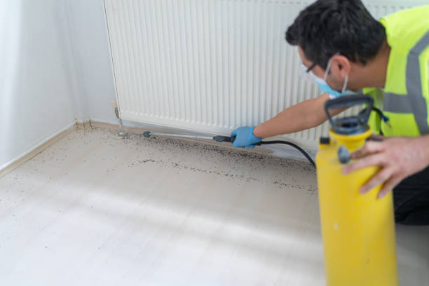 Best Termite Control Services  in El Cerro Mission, NM