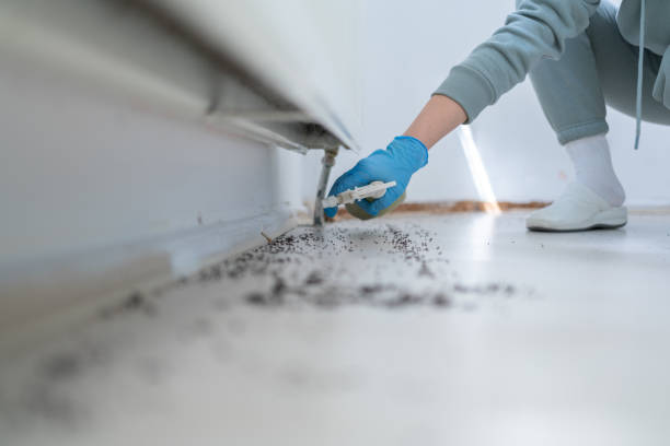Best Affordable Pest Control Services  in El Cerro Mission, NM